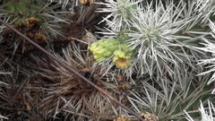 Cylindropuntia imbricata rosea