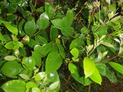 Cryptocarya triplinervis