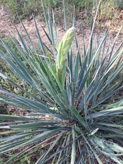 Yucca necopina