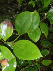 Cryptocarya triplinervis