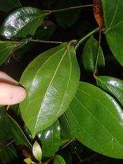 Cryptocarya triplinervis