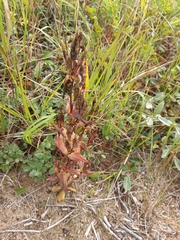Gentianella auriculata