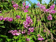 Securidaca diversifolia