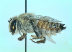 Megachile walkeri