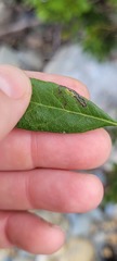Stigmella myricafoliella