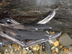 Procellariiformes