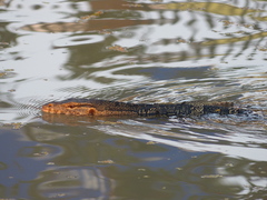 Varanus salvator