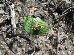 Massonia pustulata