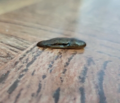 Gastropoda
