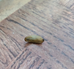 Gastropoda