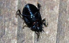 Chrysolina geminata