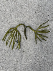 Codium decorticatum
