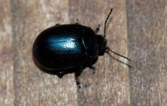 Chrysolina geminata