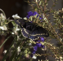 Battus polydamas psittacus