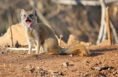 Cynictis penicillata penicillata