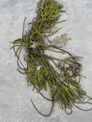 Codium decorticatum