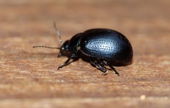 Chrysolina geminata