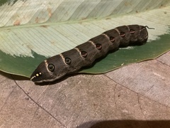 Theretra oldenlandiae