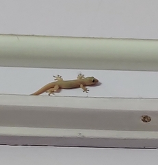 Hemidactylus frenatus