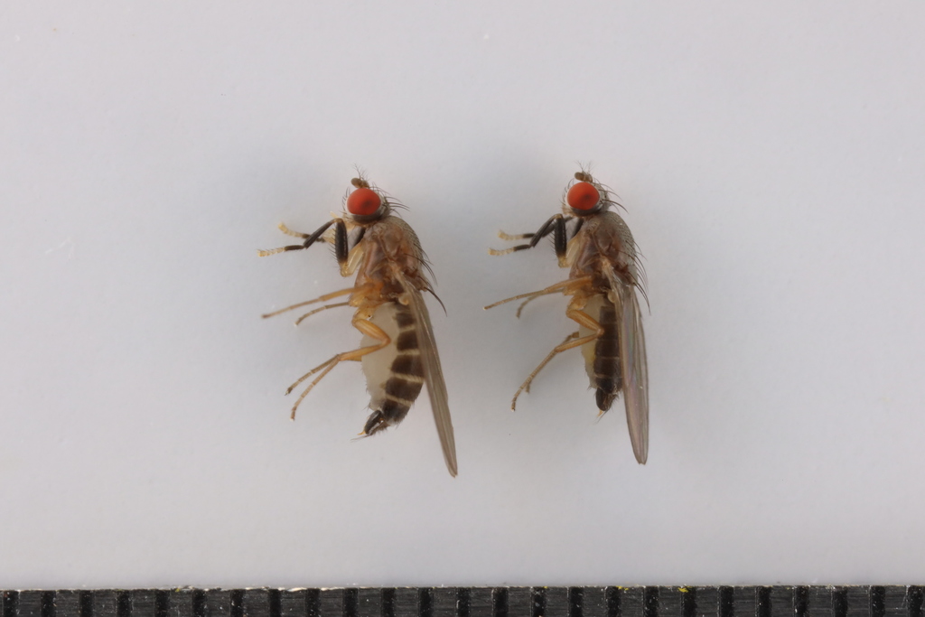 Chymomyza caudatula