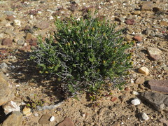 Pteronia villosa