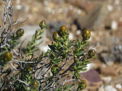 Pteronia villosa