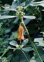 Pygarctia