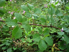 Rubus errabundus