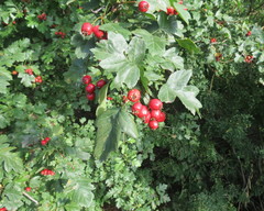 Crataegus ambigua