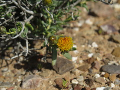 Pteronia villosa