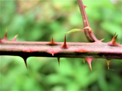 Rubus errabundus