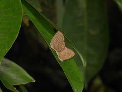 Poritia sumatrae