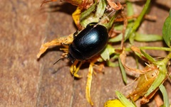 Chrysolina geminata
