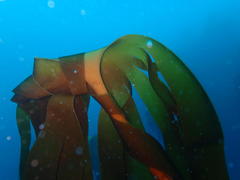 Laminaria pallida