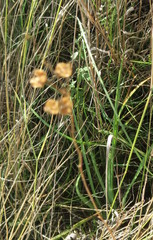 Anthericum ramosum