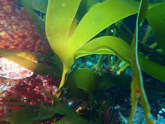 Laminaria pallida