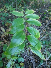 Polygonatum latifolium