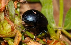 Chrysolina geminata