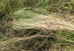 Stipa tirsa