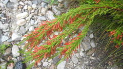 Erica curviflora curviflora