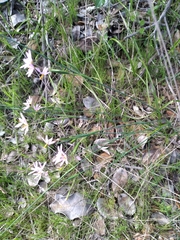 Olsynium scirpoideum