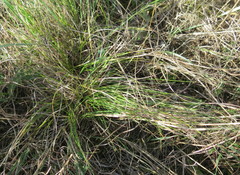 Carex humilis