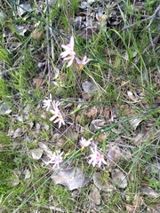 Olsynium scirpoideum