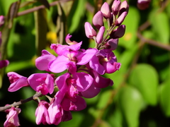 Securidaca diversifolia