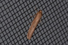 Graphosia stenopepla