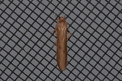 Graphosia stenopepla