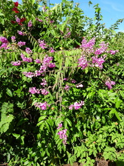 Securidaca diversifolia