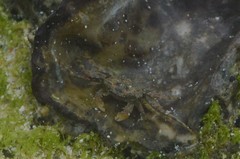 Pilumnus