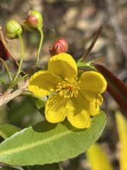 Ochna natalitia