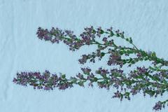 Erica hispidula hispidula